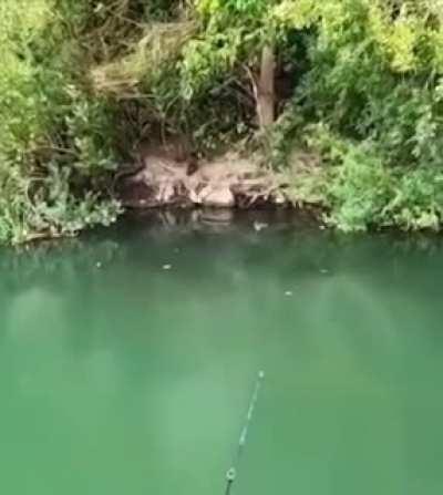 bro just caught the great zapfish