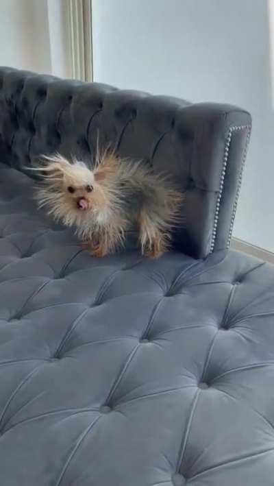 A very staticky little munchkin after rubbing herself all over the new couch!