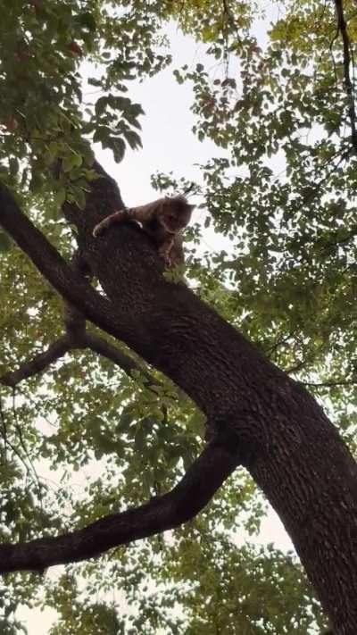 Long time no see！here to share my cat with you!