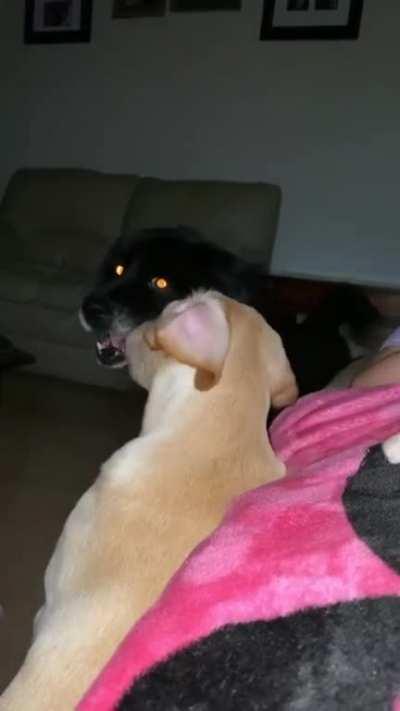 If dogs could scream