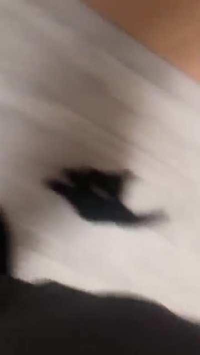 Kitten wants noodles