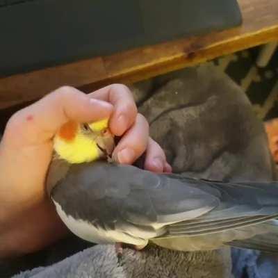 CLIFF SIDE CUDDLES with Basil