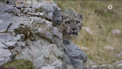 Old snow leopard scares away younger male with one look
