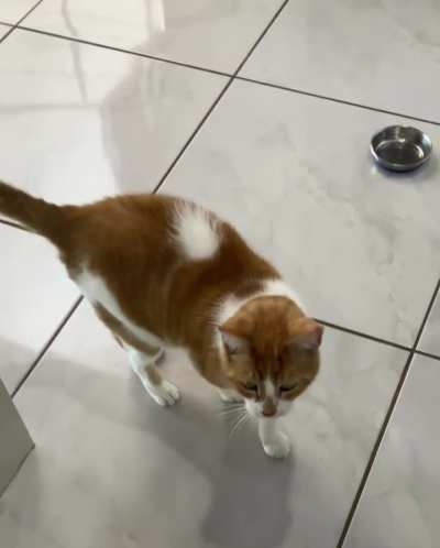 Somebody thinks he needs a fourth breakfast