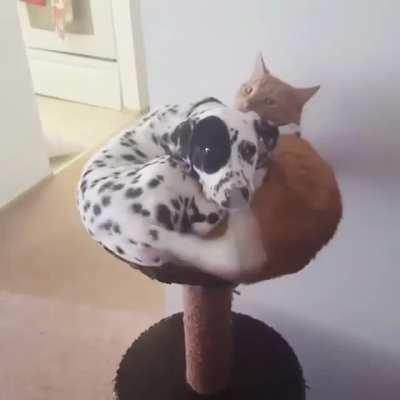 Dog thinks he's a cat