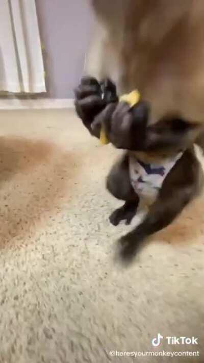 Queria ter um macaco 😐✊