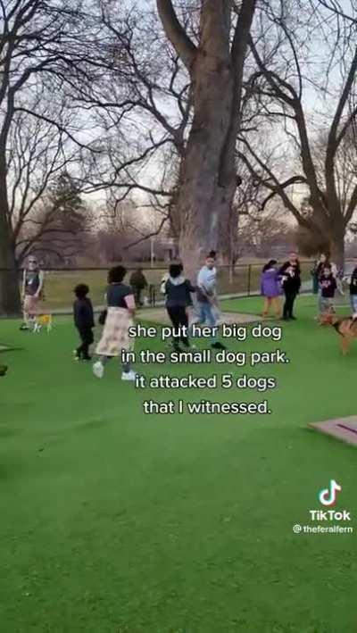Lady lets her big dog attack all the little dogs