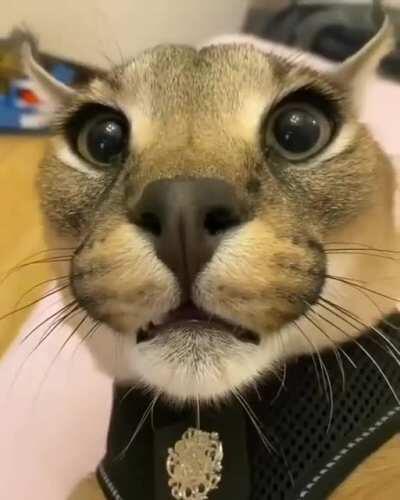 😳He do be growling doe🤔