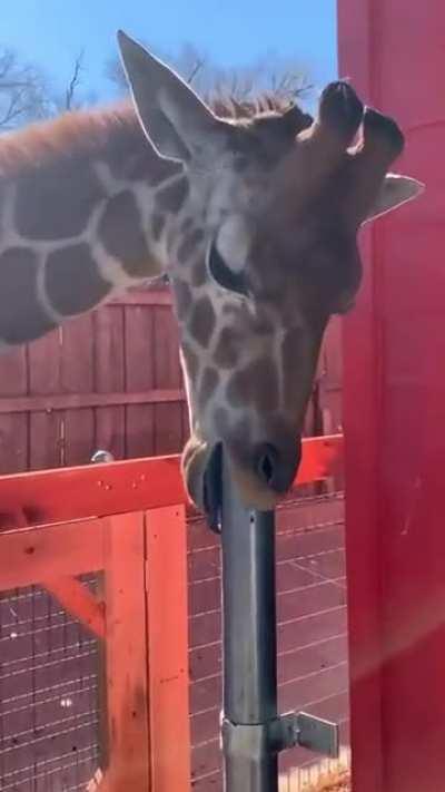 a gay giraffe