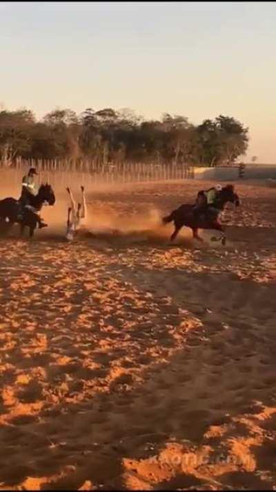 Horse throws rider onto barbed wire.