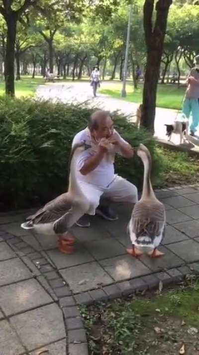 A harmonica player entertains the geese at Daan Forest Park in Taipei, Taiwan.