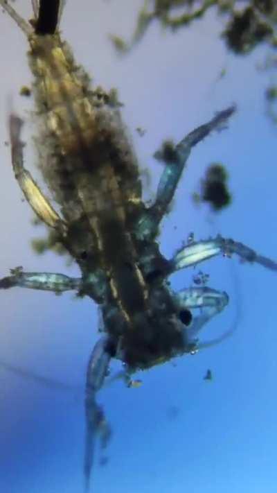 Water filled with micro-organisms