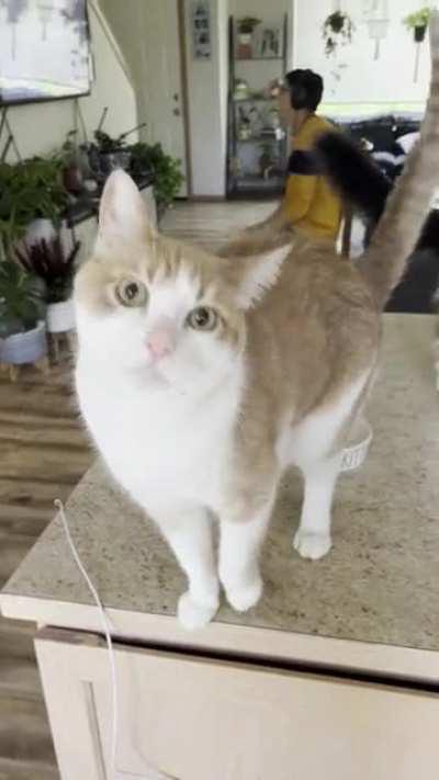 Think he wants dinner??