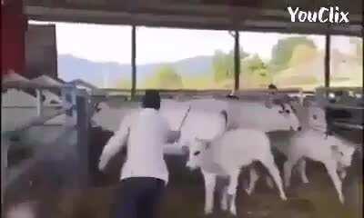 Martial arts kick by a calf on the person who was beating her mother after taking all the milk