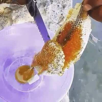 Harvesting a natural/wild honeycomb.