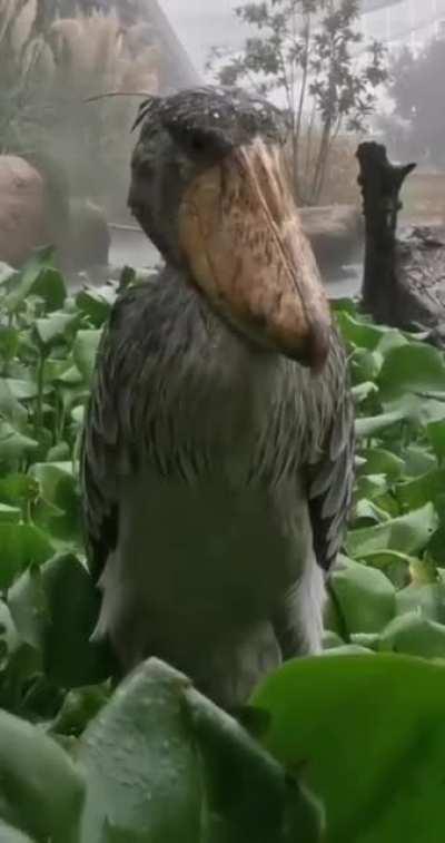 🔥 A Shoebill Stork eerily staring into the camera in rain.