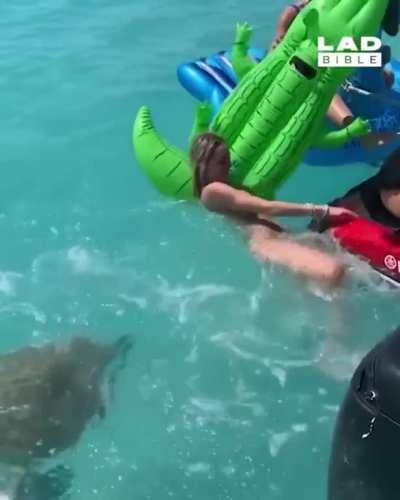 Turtle doing turtle things