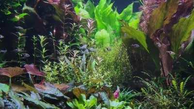 1000 Gallon planted tank just got new fish!