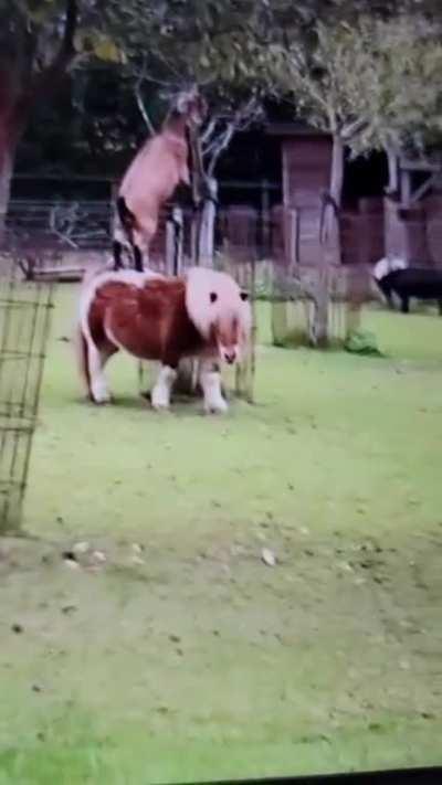 Pony giving goat a lift so it can eat
