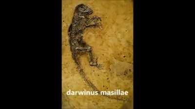 Demek ara geçiş türlerine ait fosil yok ha ?