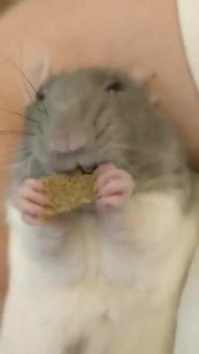 Rat cronch ASMR
