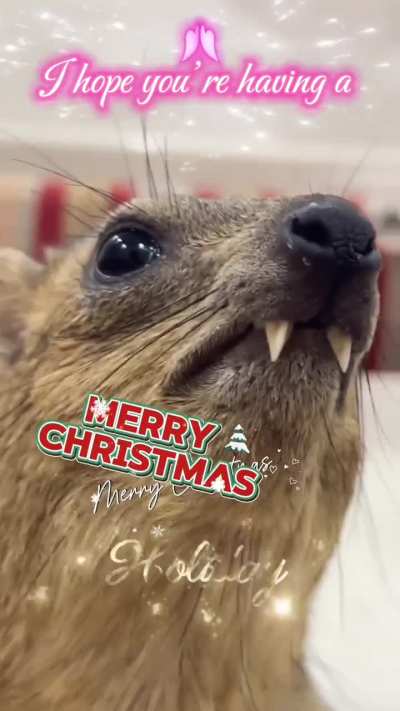 Sending “Merry Christmas” to the group chat be like 