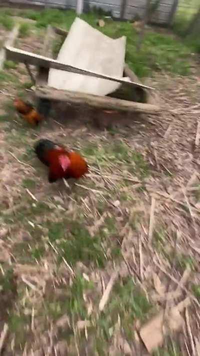 Jeff, defender of the coop, he who hops