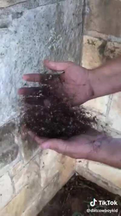 Cursed video with a bop in the background