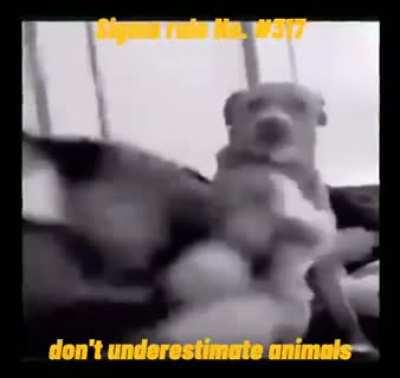 Sabing hindi nangangagat e