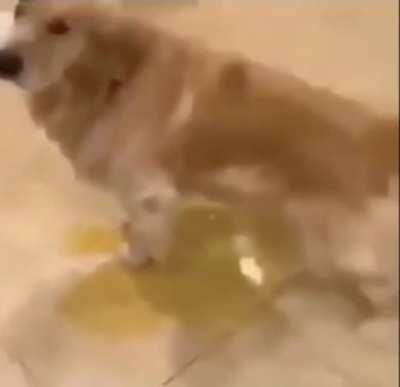 piss dog