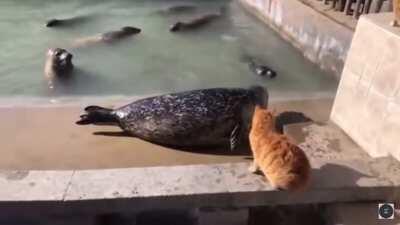 Cat slaps seal