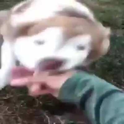 Aaay pero que lindo perrito