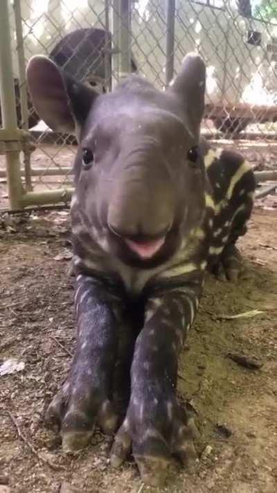 Baby Tapir chewin'