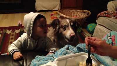 Dog learns to say mama