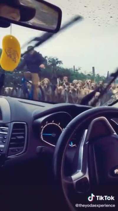 Passeata de cachorrinhos