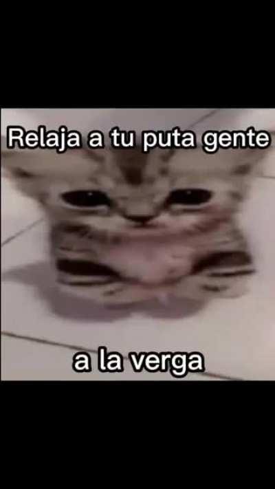 soy gato