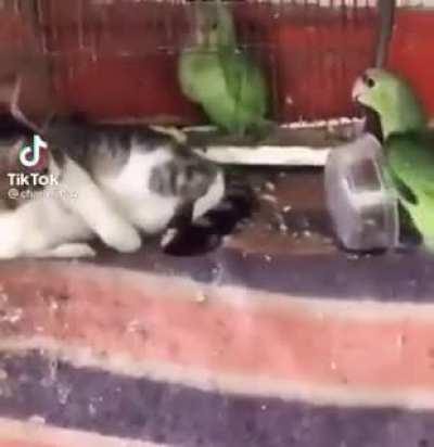 O que o papagaio pensou?