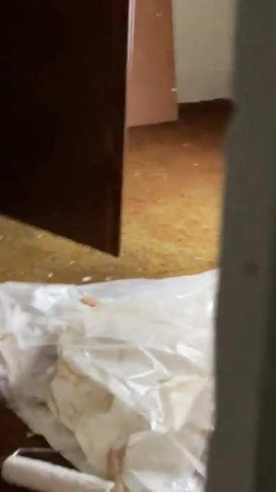 This is on the other side of the apartment and got in through the ceiling. And there’s a high chance it could climb up and come into my side while i’m asleep🙃🙃🙃🙃