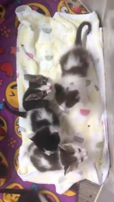 illegally smol screams