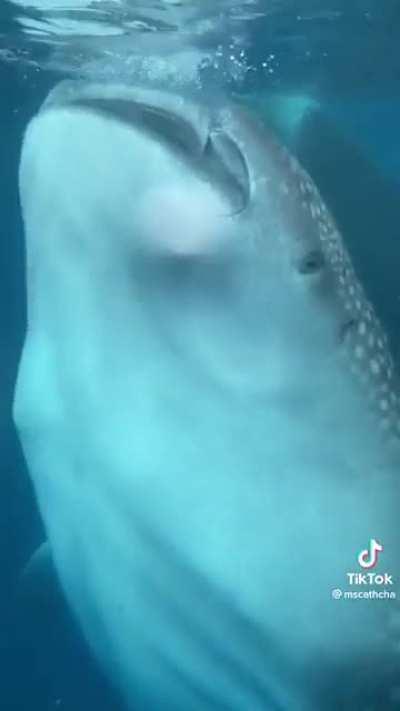 ABSOLUTE UNIT OF FISH 🐟