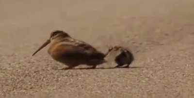 Cute little birds (Onett theme)