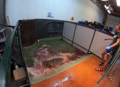 Alligator doing deathroll