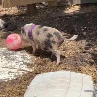 Happily pushing the ball around