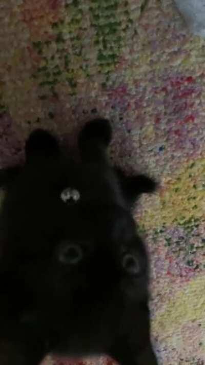 My Grace at 8 weeks old when she first came home on September ❤️ she has yet to stop screaming at me!