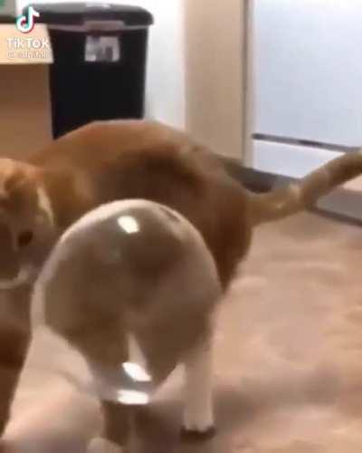 why is it missing😂😂🐈