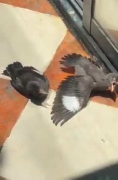 They saw the person give food to an injured bird so they're all injured