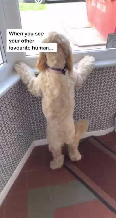 We don't deserve dogs ❤️