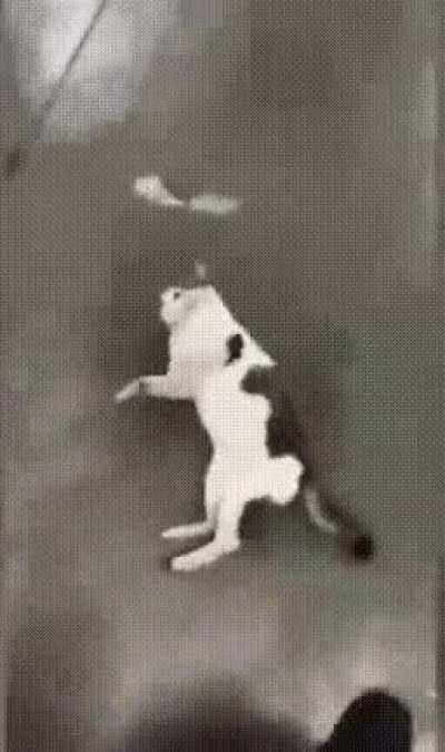 These insurance fraudsters are getting so brazen in their scam attempts!