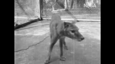 Последнее видео вымершего 80 лет назад тасманийского сумчатого волка тилацина обнаружено недавно. Теперь и вы можете его увидеть. Через несколько месяцев после съемки животное погибло.