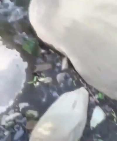 Adam's first swim, but he was too experienced